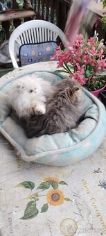 Perská kotátka - 3