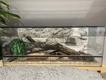 Krajta Královská - 3