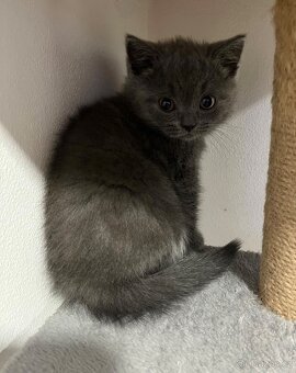 Britská koťata - 3