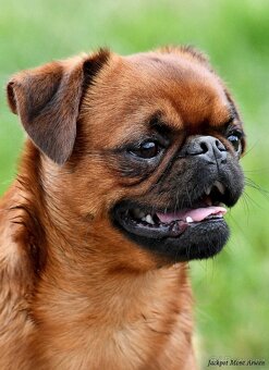 brabantík - štěňata s pp - fena - 3