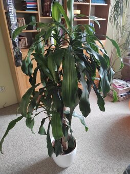 Dracaena fragrans - 3