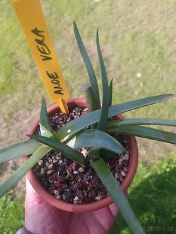 Aloe vera - 3