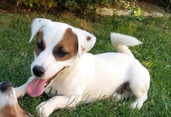 Jack russell teriér - krytí - 3