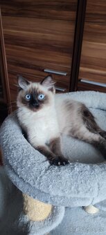 Ragdoll - 3