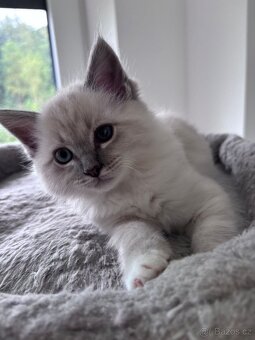 Ragdoll koťata - 3