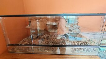 Gekončik noční - 3