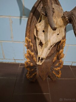 Jelení paroží na dřevěné podložce - 3