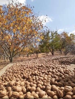 Vlašské ořechy/neloupané 2025 - 3