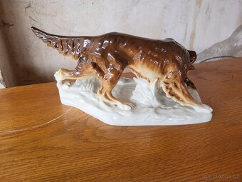 Lovecký pes Royal - Dux - 3