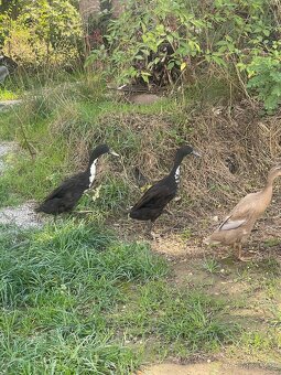 Indický běžec - 3