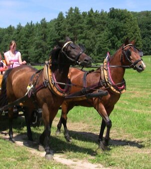 Prodám párové postroje do kočáru s chomouty - 3