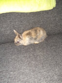 Zakrslí Králík - 3