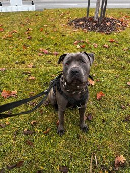 Hledám domov pro xbulla - 3