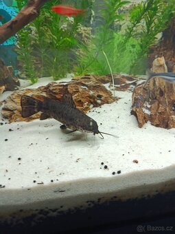 Sumeček mramorový/pancéřníček skvrnitý - 3