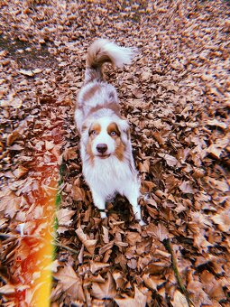 Australský ovčák ke krytí - 3