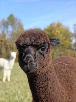 Černý alpačí sameček - 3