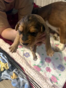 Krásná křížená štěňátka - 3