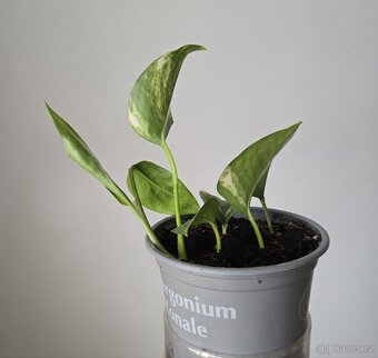 Epipremnum aureum - 3
