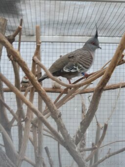 Holub chocholatý - 3