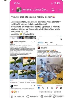 Vipet/Whippet štěňata - 3