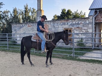 valach Arab x Welsh Cob / cutting - 3