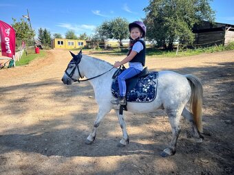 Pony valach welsh - 3