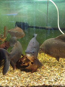 Prodám piraně - 3
