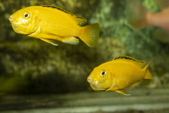 Labidochromis caeruleus „Yellow“ - 3
