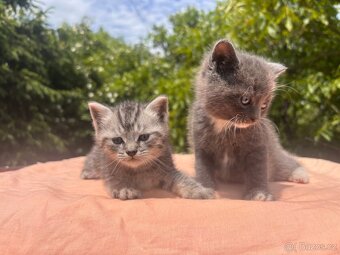 Britská modrá a whiskas kočičky i kocourkové - 3