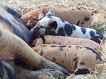 kune kune - 3