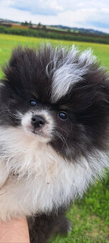 Bleky – roztomilé štěňátko pomeraniana hledá domov - 3