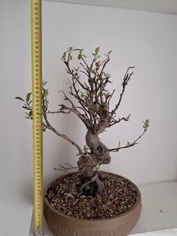 Bonsai Jabloň - 3