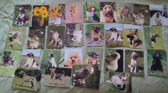 Pohlednice psů, pohledy psů,koček,pes, kočka. - 3