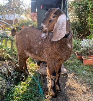 Anglonubijská koza 100% - 3