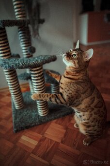 Kočka bengálská - krytí - 3
