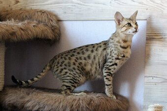 Savannah kocka F3 - 3