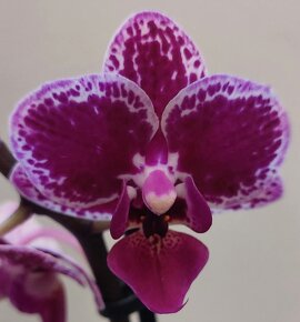 Panaš. Phalaenopsis'Hornglin Vicky' - 3
