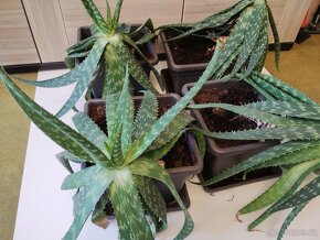 Aloe Maculata 4 ks - 3
