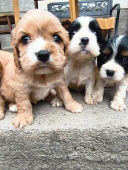 Cockapoo Cavapoo - 3