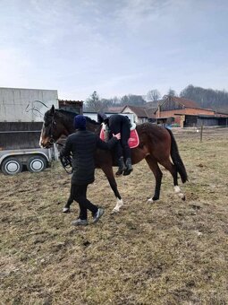 Prodám valacha A1/1 - 3
