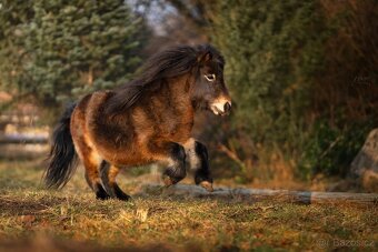 Shetland pony - 3