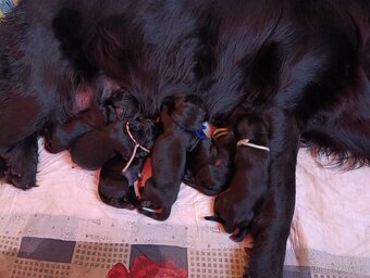 FLAT COATED RETRIEVER - štěňátka s PP - 3