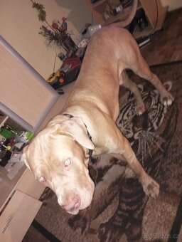 Bandog - 3