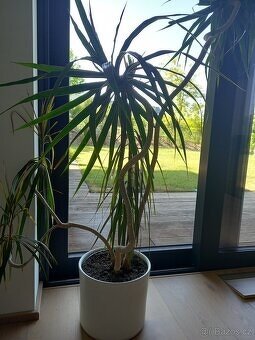 Pokojová rostlina Dracaena, dračinec - výška 1,3 m - 3