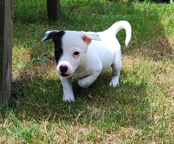 Jack Russel terier, kouzelný chlapeček - 3