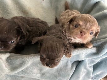 Čivava - holčička modrá a lila kluci - 3