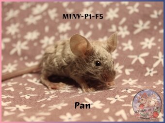 Myšky (fancy, barevné) - 3