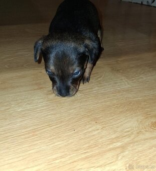 Prodám štěňátko - 3