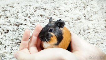 Morče, Morčata, Morčátko, MORČÁTKA -JUSTÝNA A JESSIE - 3