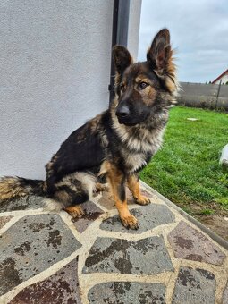 Německý ovčák s PP - 3